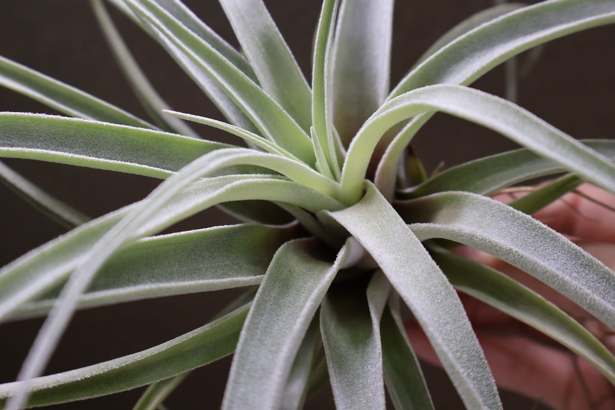 チランジア ハリシー × ベアコレアーレ ベアコレアーレ × ハリシー 02号 | air-plants TENGU-DO