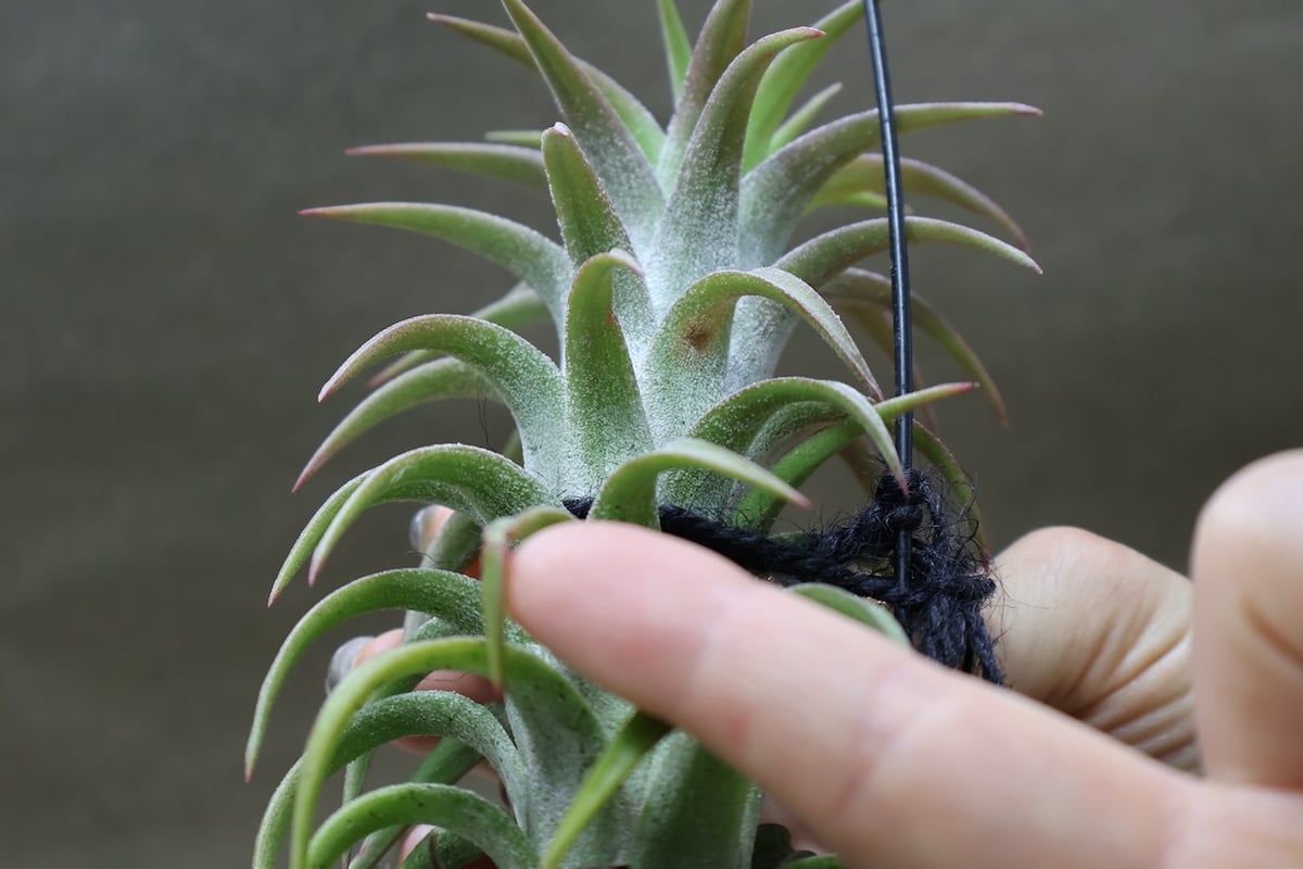 イオナンタ バンハイニンギー 56号 | air-plants TENGU-DO