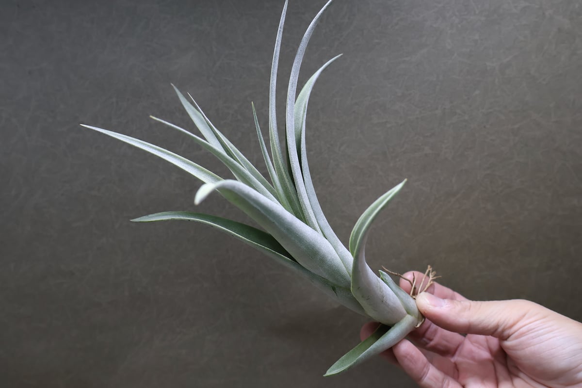 エリザベシアエ 04号 | air-plants TENGU-DO