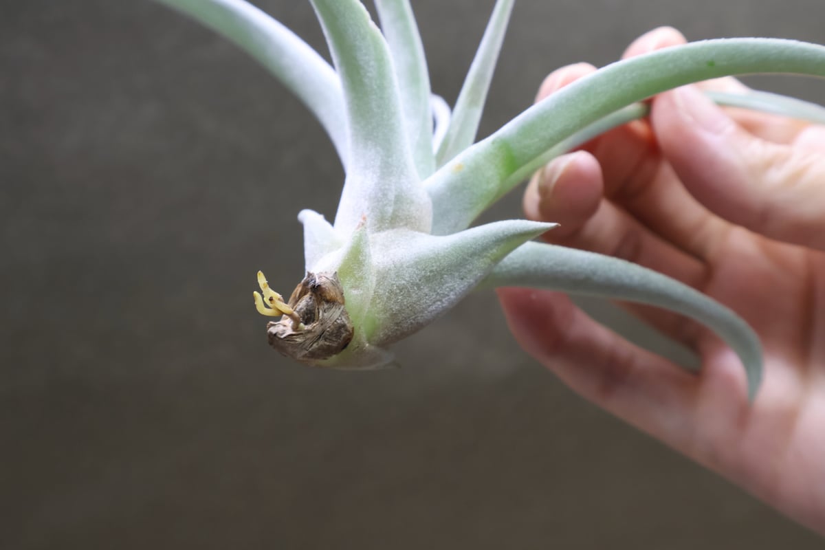 シルバートーチ （キセログラフィカ ×チアペンシス）02号 | air-plants