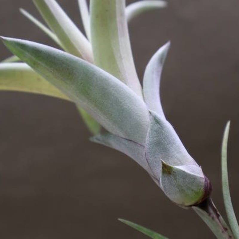 フレクスオーサ ヴィヴィパラ 14号 | air-plants TENGU-DO