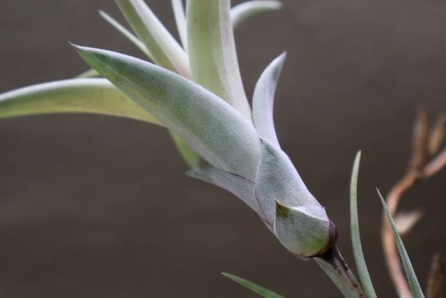 フレクスオーサ ヴィヴィパラ 14号 | air-plants TENGU-DO フレクスオーサ ヴィヴィパラ 14号 | air-plants TENGU-DO
