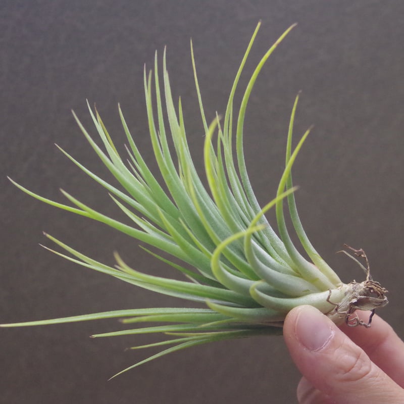 イオナンタ ファットボーイ 20号 | air-plants TENGU-DO