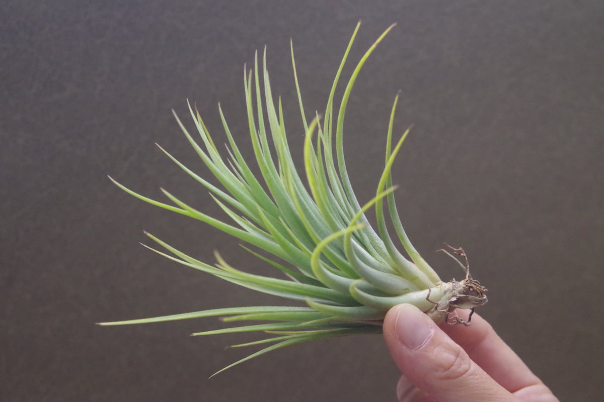 イオナンタ ファットボーイ 20号 | air-plants TENGU-DO