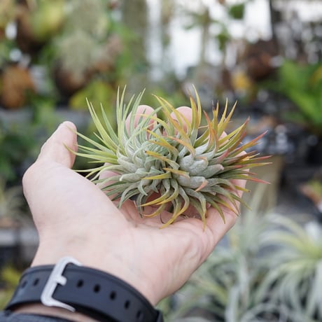 ティランジア・ハンドブック The Books