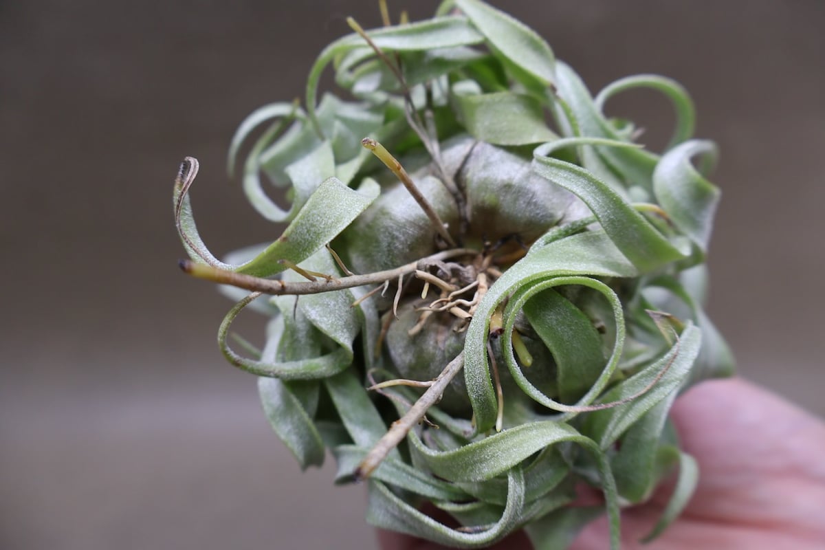 ストレプトフィラ 22号 | air-plants TENGU-DO