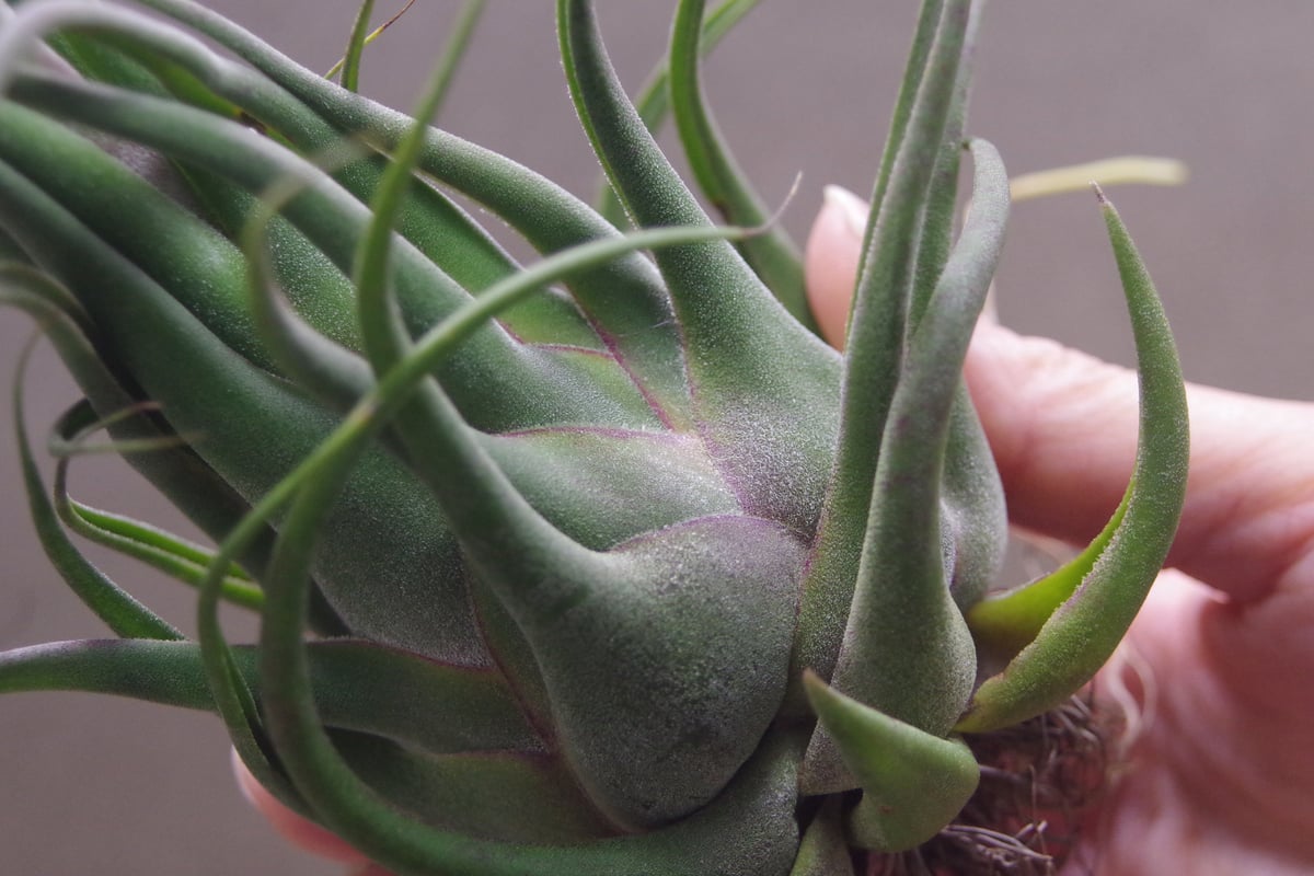 セレリアナ ミニパープル 11号 ※送料込 | air-plants TENGU-DO