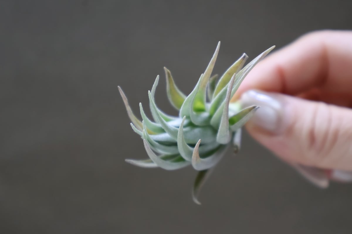 カルミネア 18号 | air-plants TENGU-DO