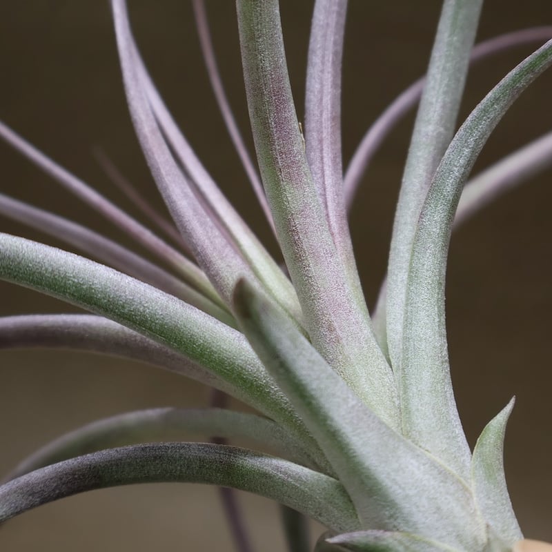 ヘザーズブラッシュ（ ブラキカウロス × エクセルタ ）27号 | air