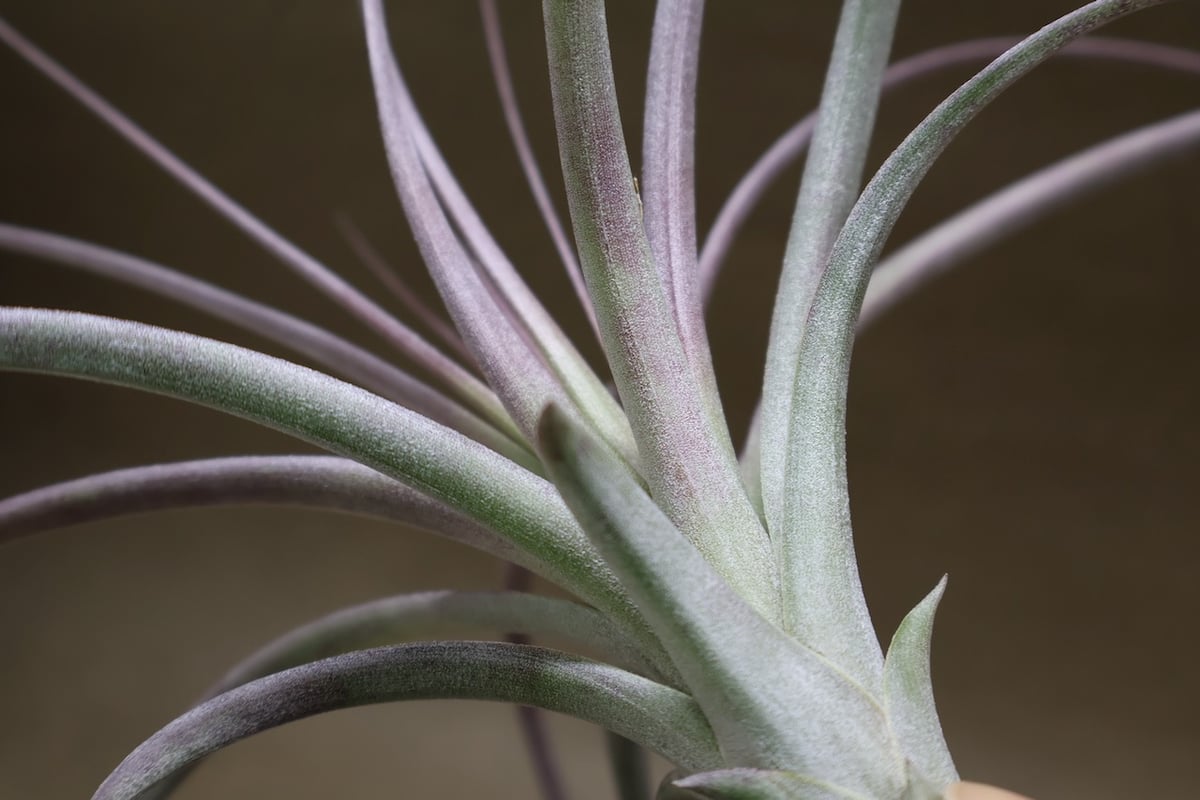 超希少❗️交配種❗️チランジア　ヘザーズブラッシュ （ブラキカウロス×エクセルタ）✨ ヘザーズブラッシュ（ ブラキカウロス × エクセルタ ）27号 | air