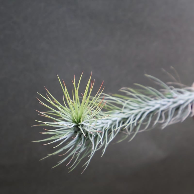 チランジア　ドミンゴズ　フンキアナ チランジア・フンキアナ Tillandsia funckiana 育て方 図鑑