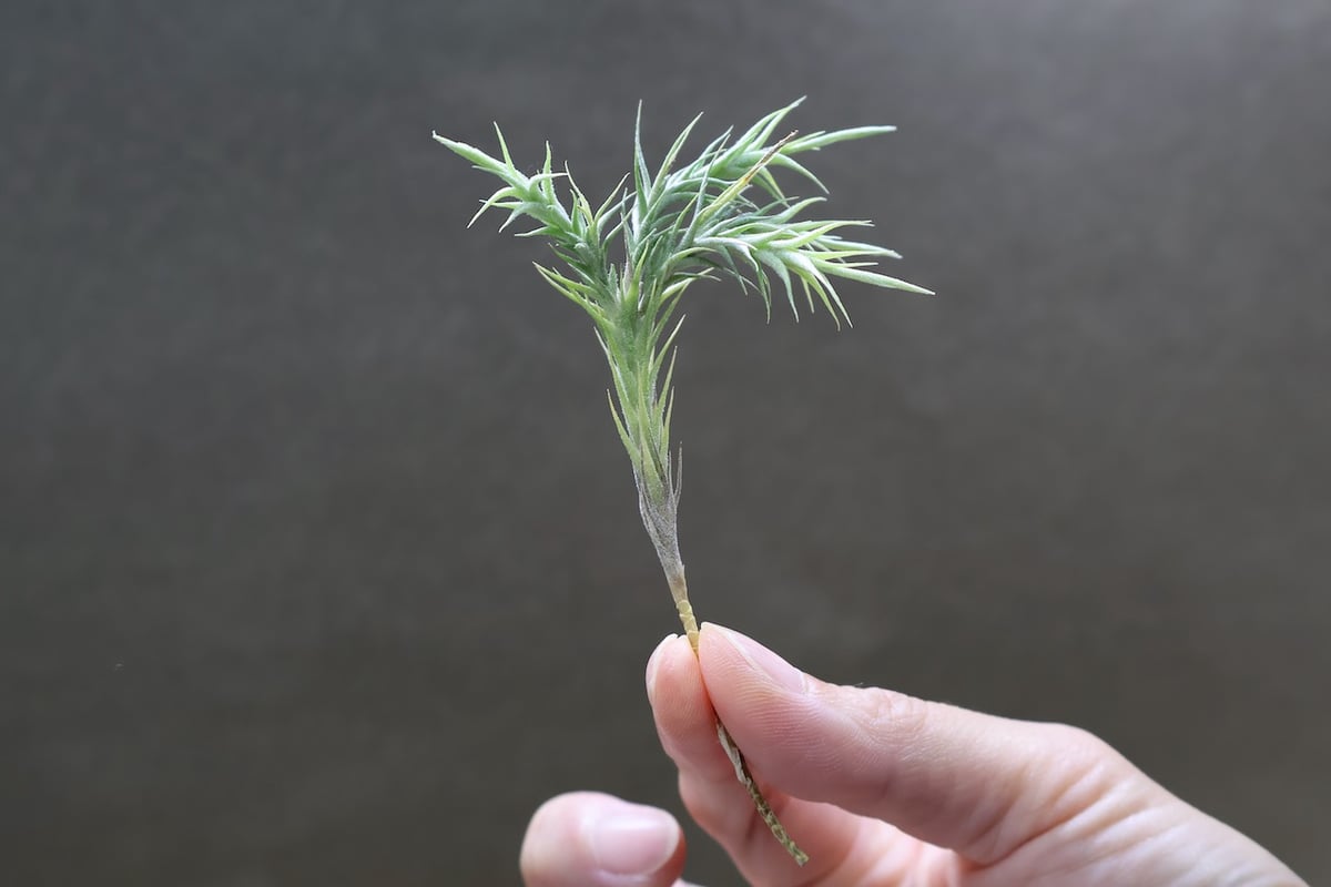 【選抜個体】チランジア トリコレピス クローズドフォーム① トリコレピス 23号 | air-plants TENGU-DO