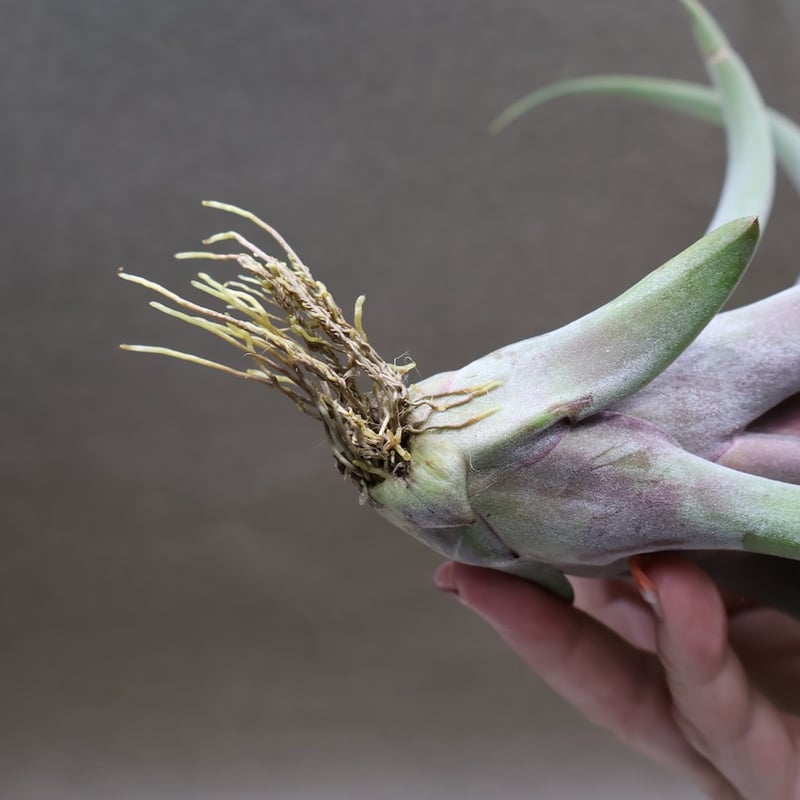 カピタータ×ストレプトフィラ 24号 | air-plants TENGU-DO