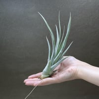 ロドセファラ 01号 | air-plants TENGU-DO