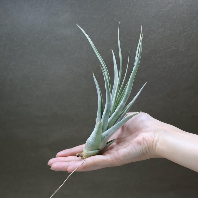 カピタータ x ファシクラータ 01号 | air-plants TENGU-DO