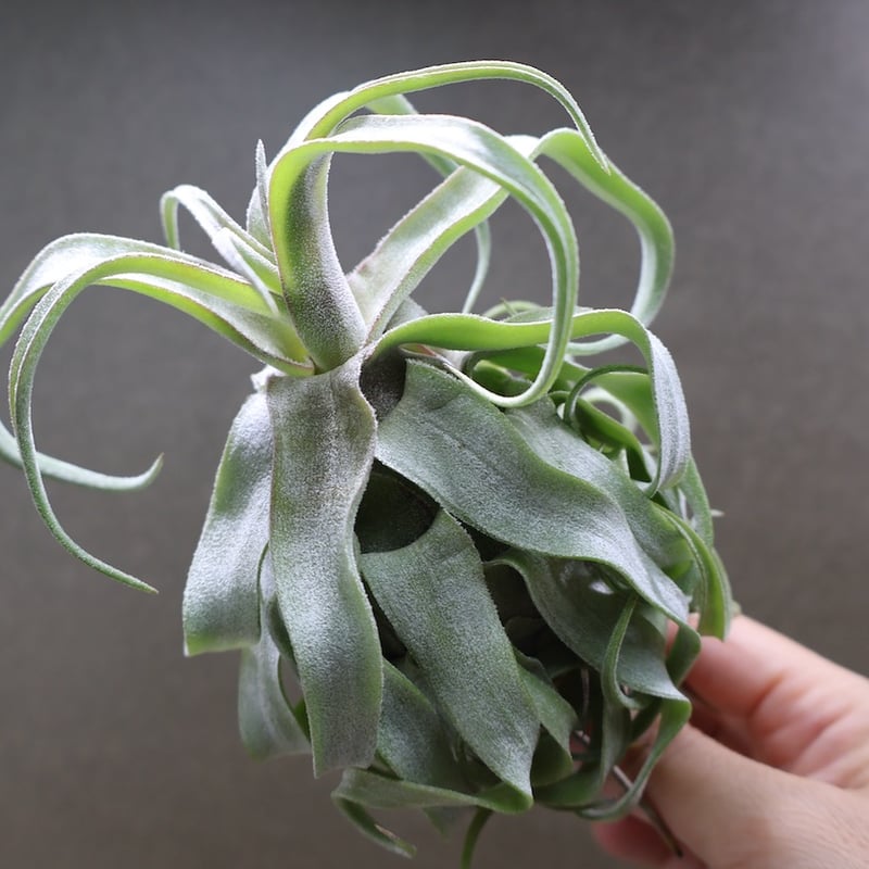 ストレプトフィラ 22号 | air-plants TENGU-DO