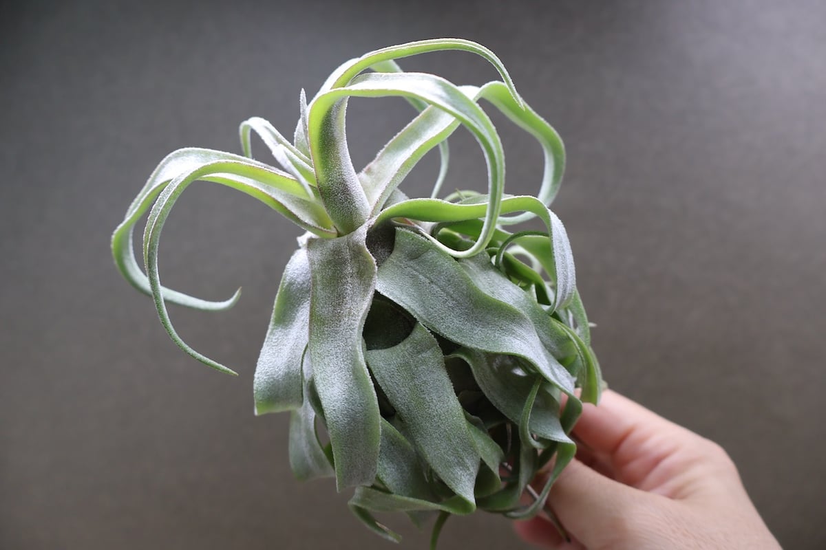 ストレプトフィラ 22号 | air-plants TENGU-DO