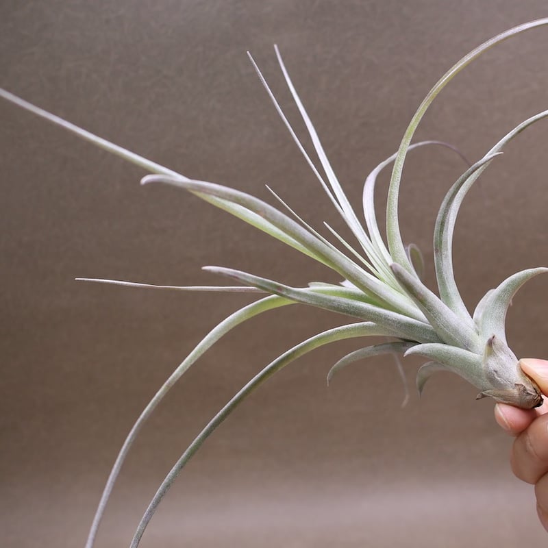 ヘザーズブラッシュ（ ブラキカウロス × エクセルタ ）25号