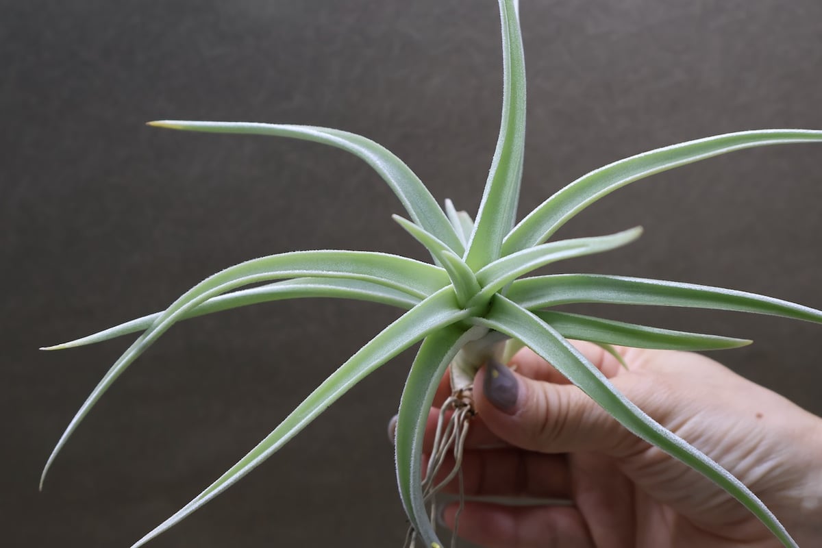 ロッテアエ 13号 | air-plants TENGU-DO