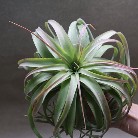 air-plants TENGU-DO air-plants TENGU-DO