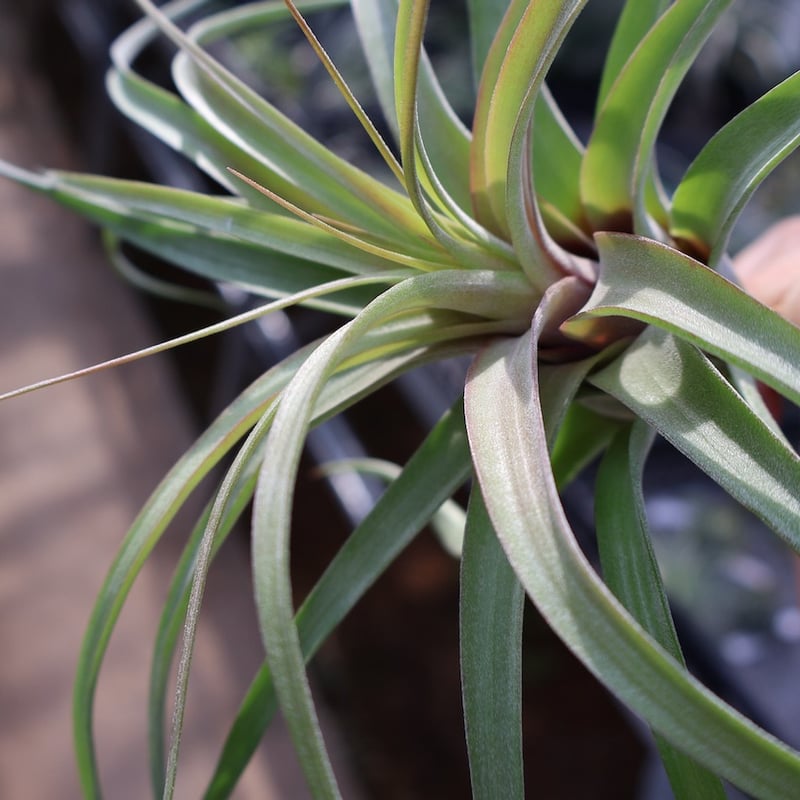 スタッフ特選】エリックノブロック | air-plants TENGU-DO