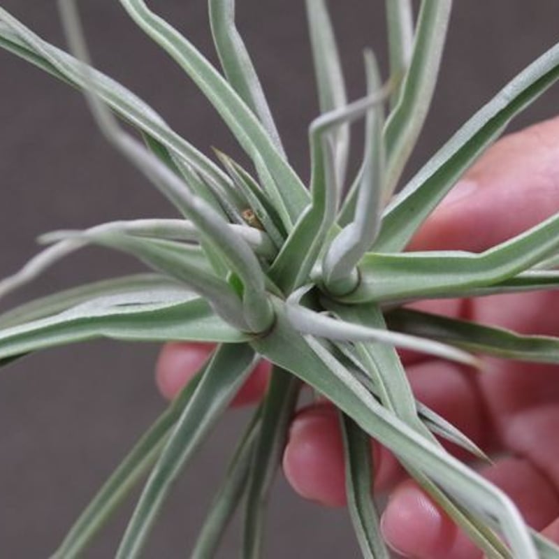 ライヘンバッキー 01号 | air-plants TENGU-DO