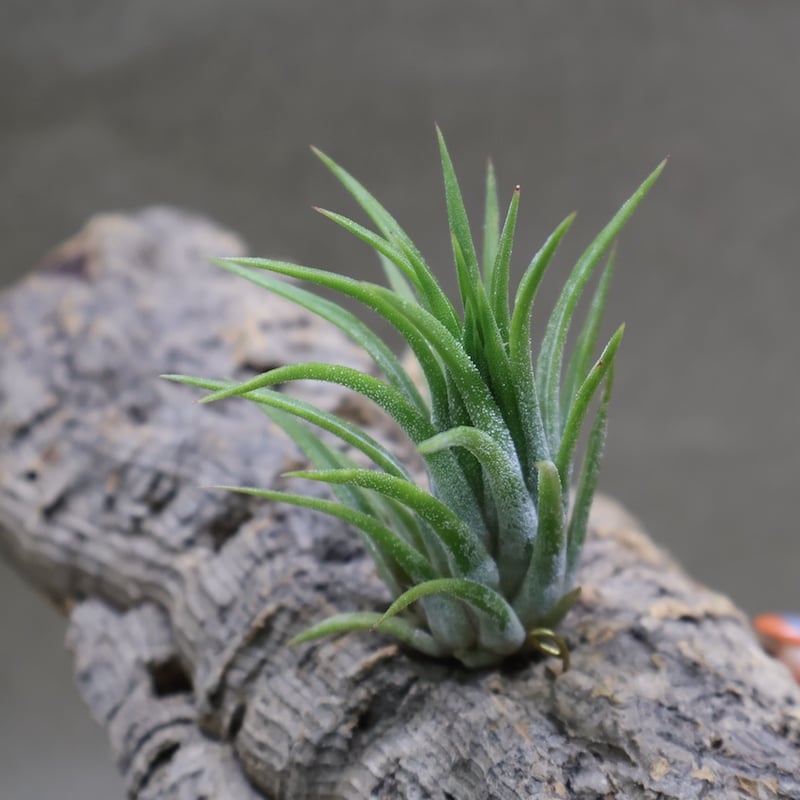 イオナンタ トールベルベット 05号 | air-plants TENGU-DO