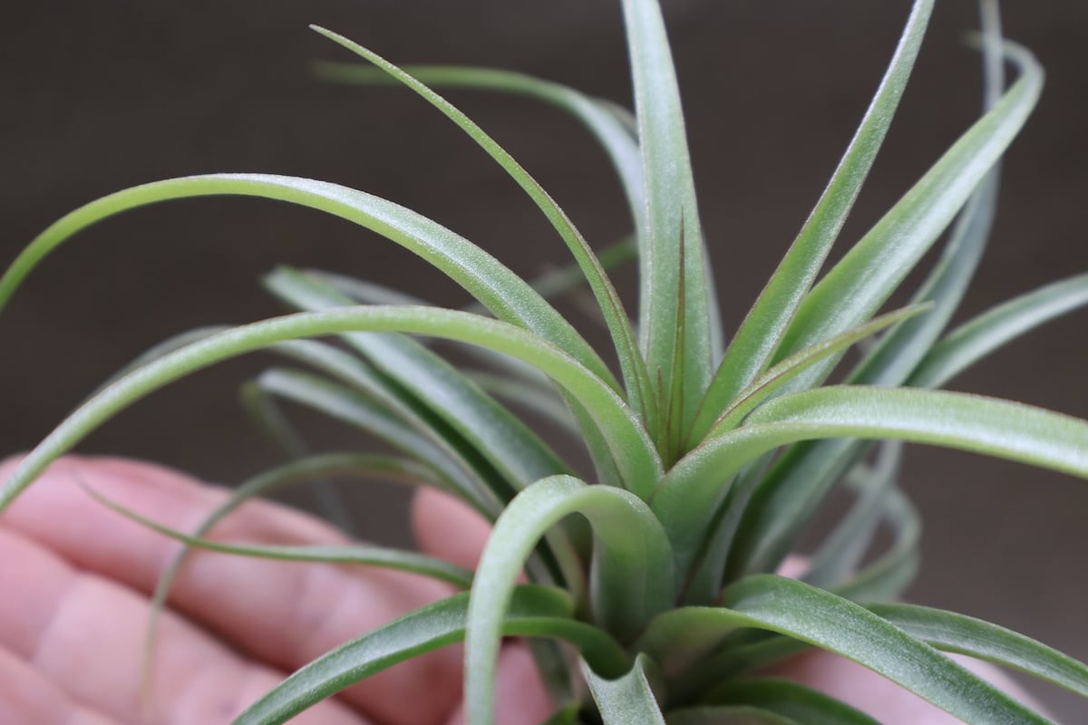 コンコロール×ストレプトフィラ Sサイズ19号 | air-plants TENGU-DO
