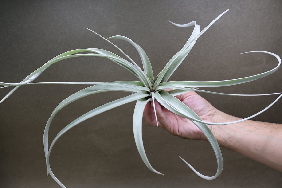 クラウニング グローリー ( キセログラフィカ X エクセルタ ) 30号