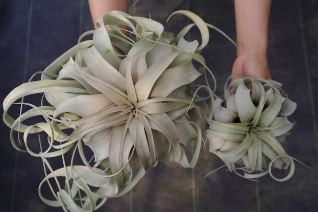 キセログラフィカ Lサイズ | air-plants TENGU-DO