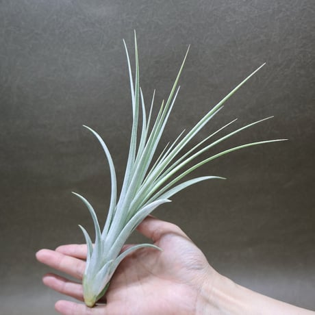 air-plants TENGU-DO