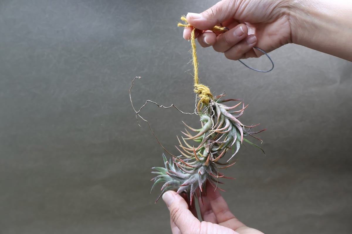 m*c様 新春オークション イオナンタバンハイミノール Yahoo