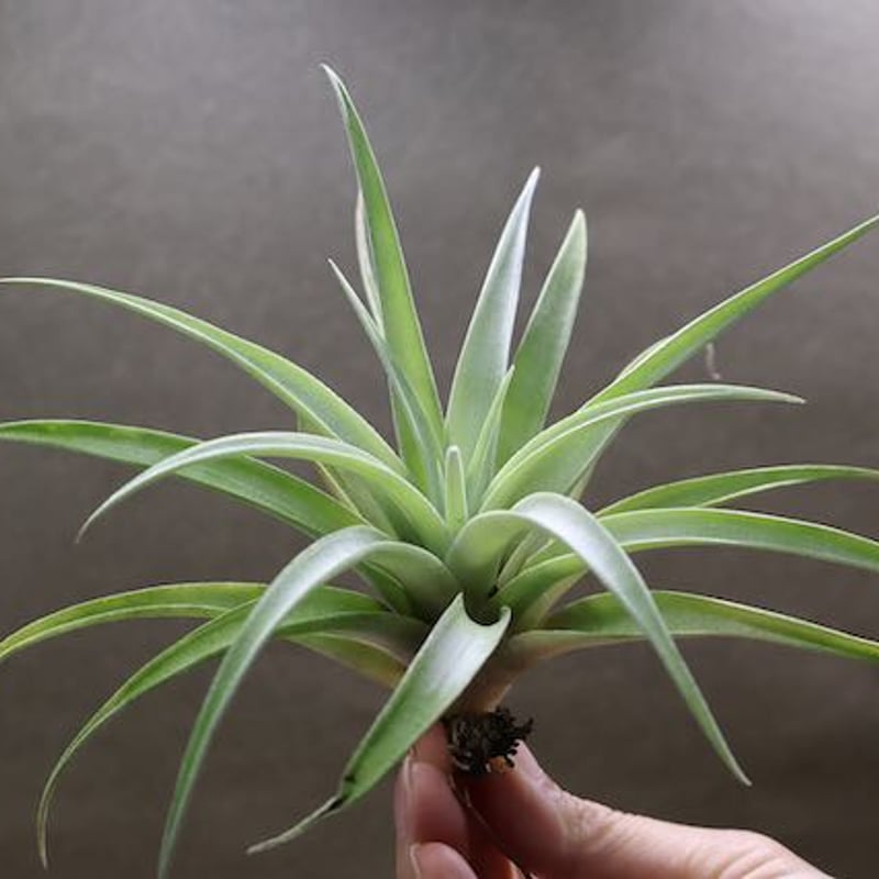カピタータ シルバーローズ Sサイズ 28号 | air-plants TENGU-DO