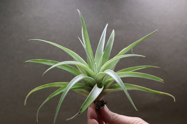 チランジア カピタータ シルバーローズ カピタータ シルバーローズ Sサイズ 28号 | air-plants TENGU-DO