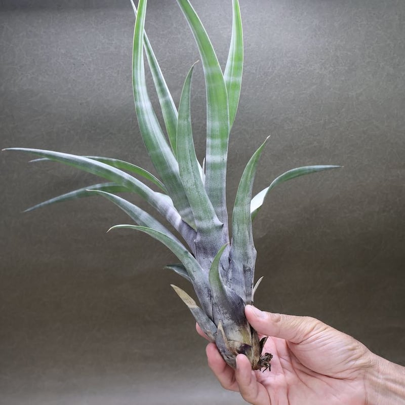 ヒルダエ Lサイズ 05号 | air-plants TENGU-DO