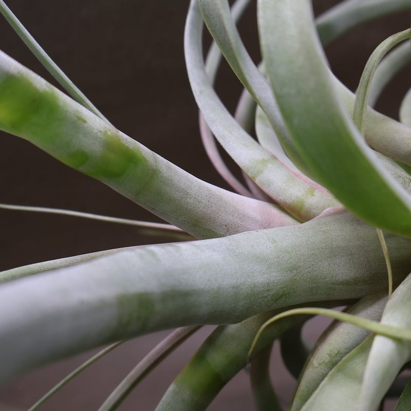ベストインクラス （ キセログラフィカ × ロシー ）09号 | air-plants