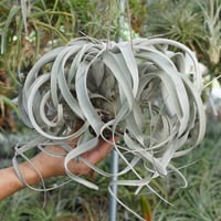 ラブノット（カピタータ×ストレプトフィラ）84号 | air-plants TENGU-DO