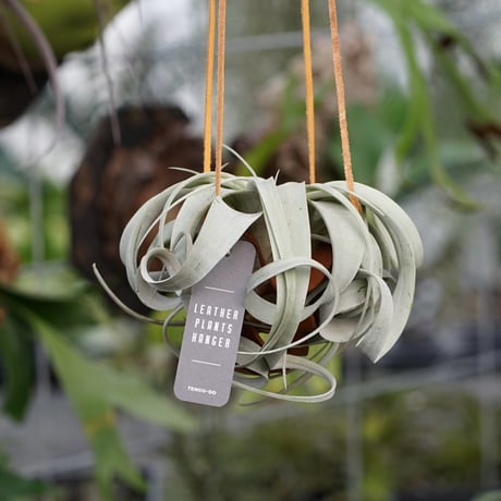 exserta × xerographica〔エアプランツ〕T5172 exserta × xerographica〔エアプランツ〕T5172 exserta × xerographica