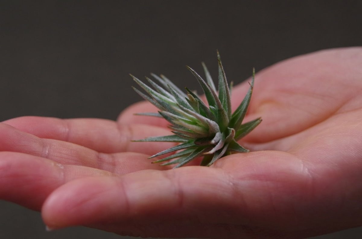 ロリアセア | air-plants TENGU-DO