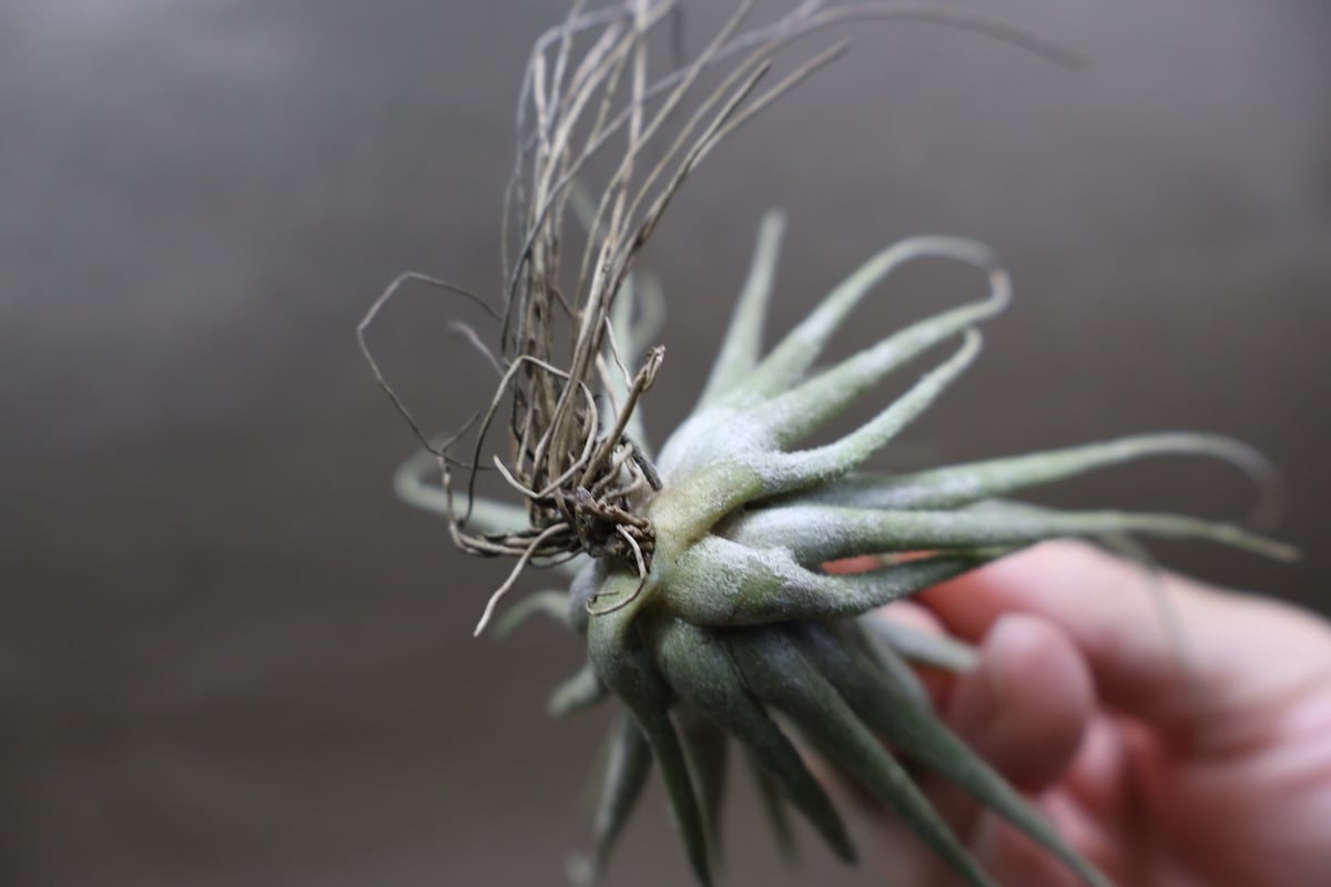 エーレルシアナ 45号 | air-plants TENGU-DO
