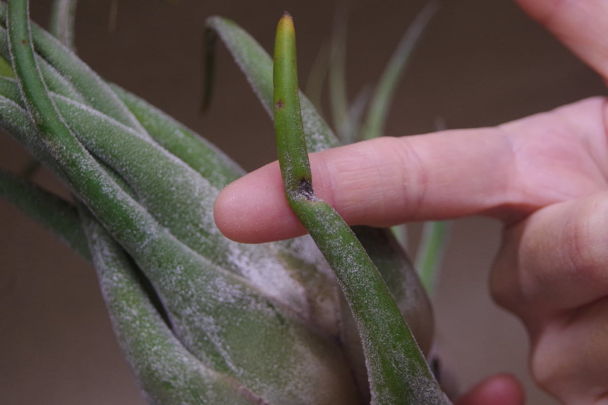 チランジア　セレリアナとかセット fit=scale-down,w=1200