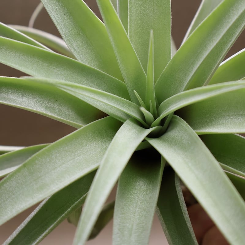 カピタータ シルバーローズ 44号 | air-plants TENGU-DO