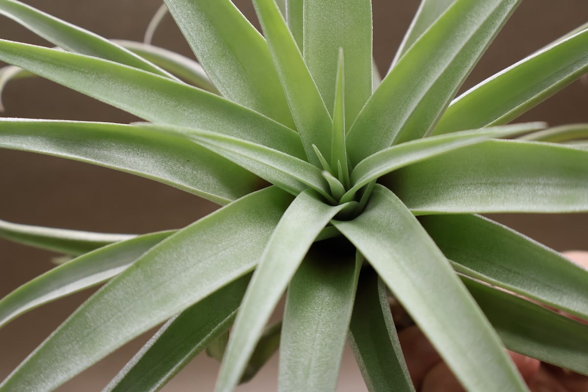 カピタータ シルバーローズ 44号 | air-plants TENGU-DO
