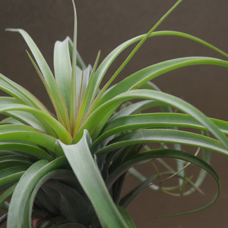 コンコロール × ストレプトフィラ 14号 | air-plants TENGU-DO
