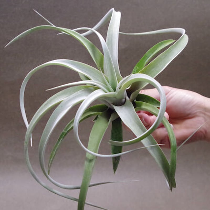 キセログラフィカ × チアペンシス 08号 | air-plants TENGU-DO