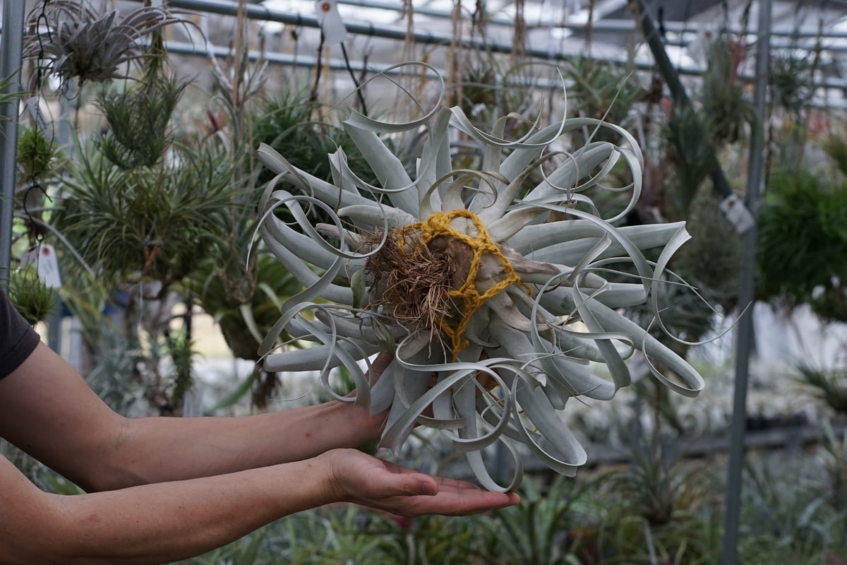 スタッフ特選】キセログラフィカ 2XLサイズ B号 | air-plants TENGU-DO