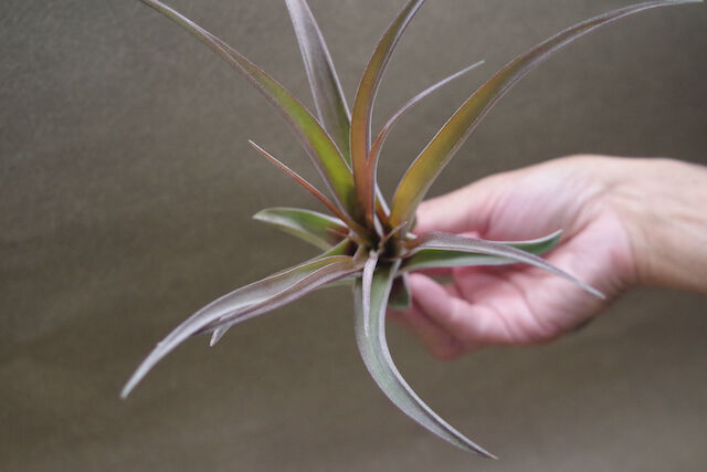 カピタータ オレンジ× ストレプトフィラ Sサイズ12号 | air-plants
