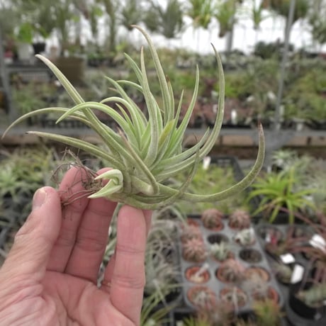 Tillandsia atoroviridipetala ゴーダ博士実生株 （Dawkinsia apsara 