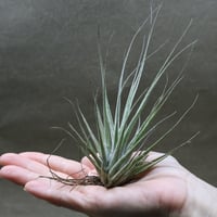 ◆ チランジア　アエラントス　テディベア　特大サイズ 84 Gigante' フラワー・ガーデニング ◇ チランジア アエラントス