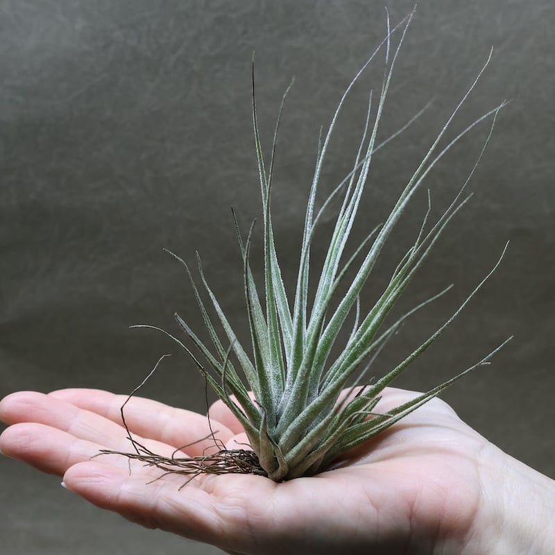 エーレルシアナ 45号 | air-plants TENGU-DO